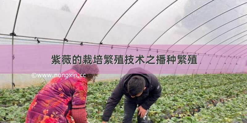 紫薇的栽培繁殖技术之播种繁殖