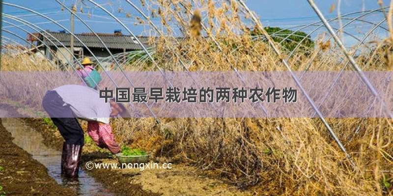 中国最早栽培的两种农作物