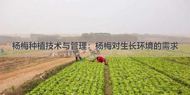杨梅种植技术与管理：杨梅对生长环境的需求