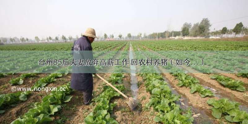 台州85后夫妻放弃高薪工作 回农村养猪（如今...）