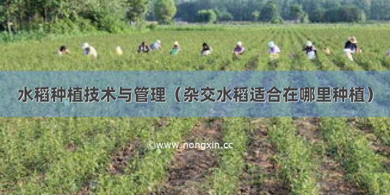 水稻种植技术与管理（杂交水稻适合在哪里种植）
