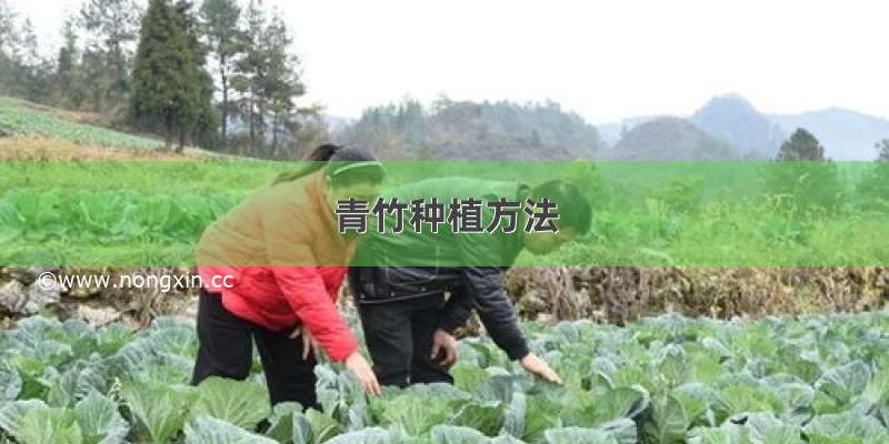 青竹种植方法