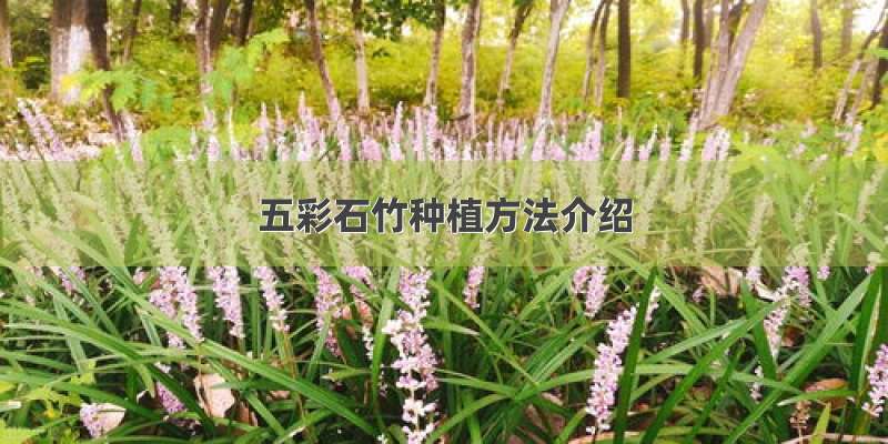 五彩石竹种植方法介绍