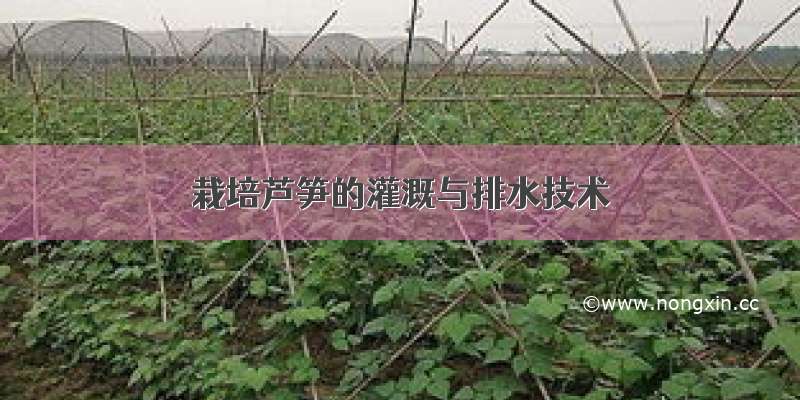 栽培芦笋的灌溉与排水技术