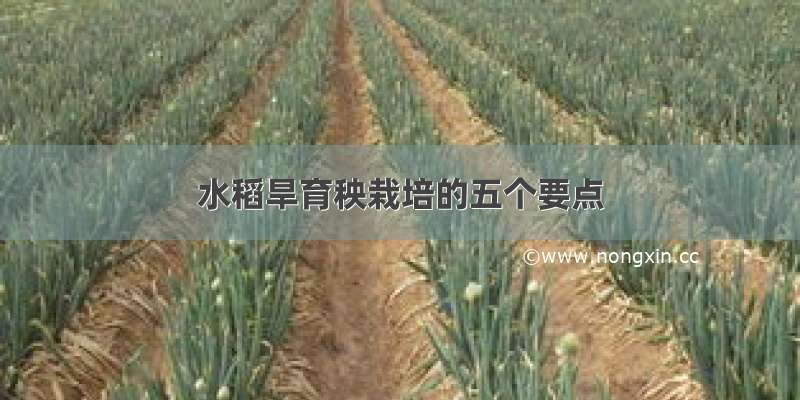 水稻旱育秧栽培的五个要点