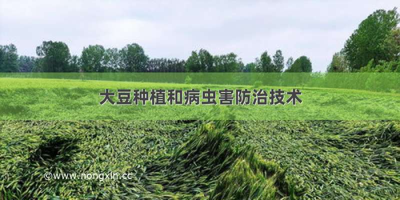 大豆种植和病虫害防治技术