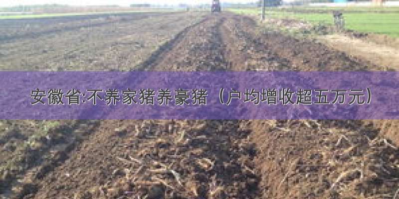 安徽省:不养家猪养豪猪（户均增收超五万元）