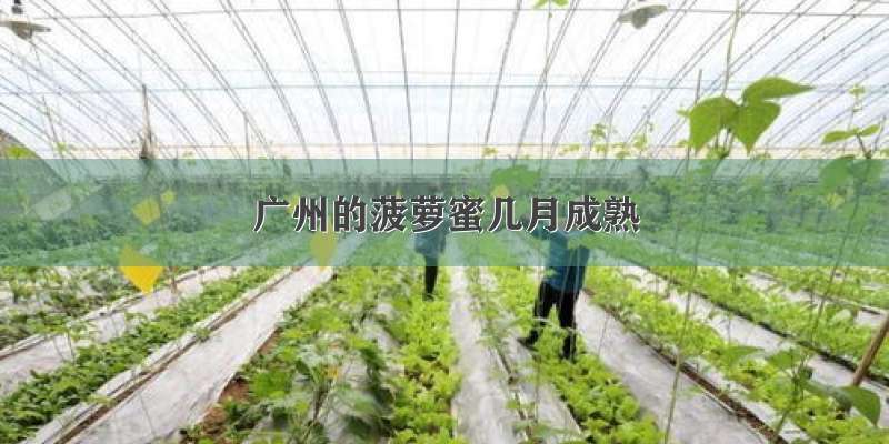 广州的菠萝蜜几月成熟