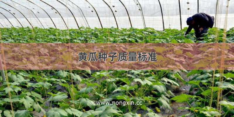 黄瓜种子质量标准