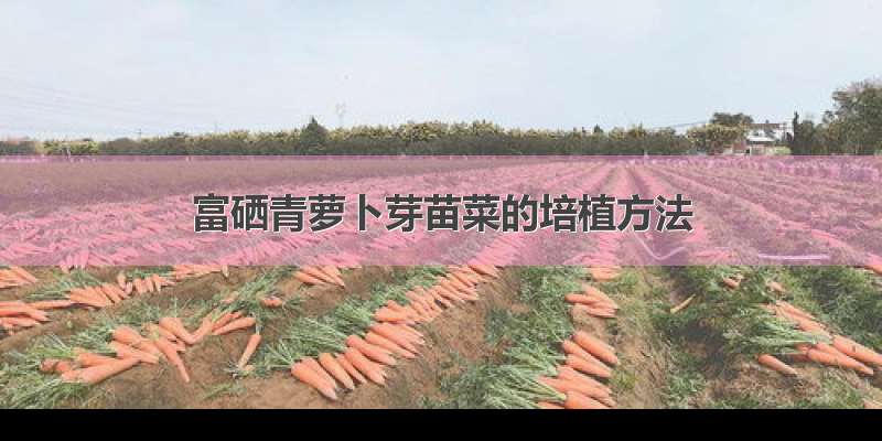 富硒青萝卜芽苗菜的培植方法