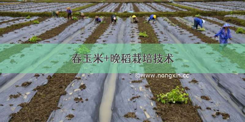 春玉米+晚稻栽培技术