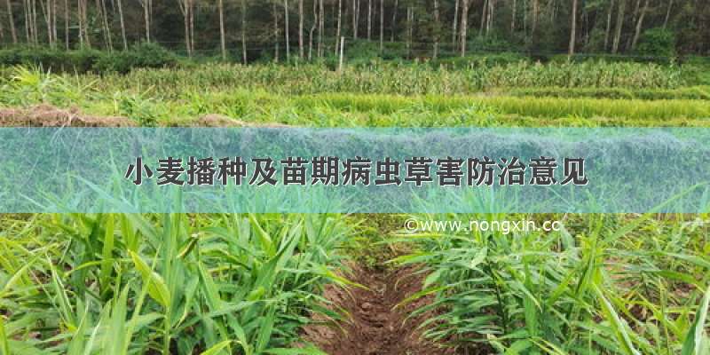 小麦播种及苗期病虫草害防治意见