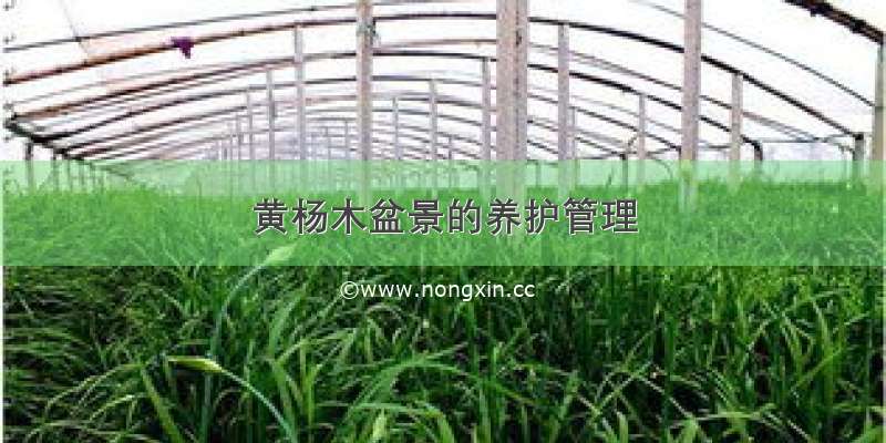 黄杨木盆景的养护管理
