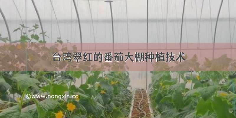 台湾翠红的番茄大棚种植技术