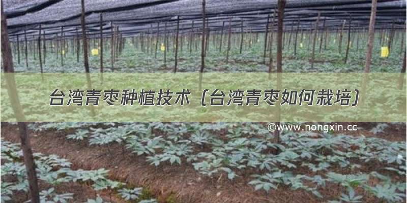 台湾青枣种植技术（台湾青枣如何栽培）