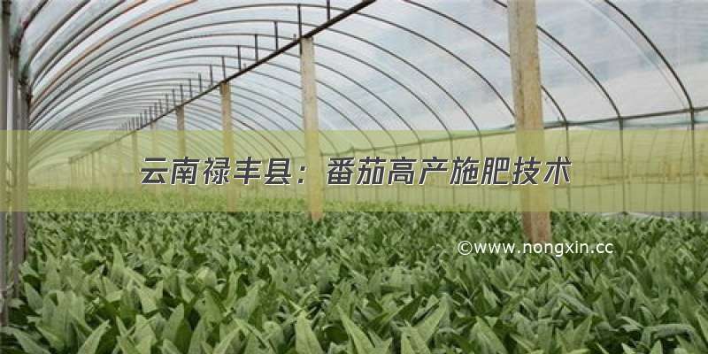 云南禄丰县：番茄高产施肥技术