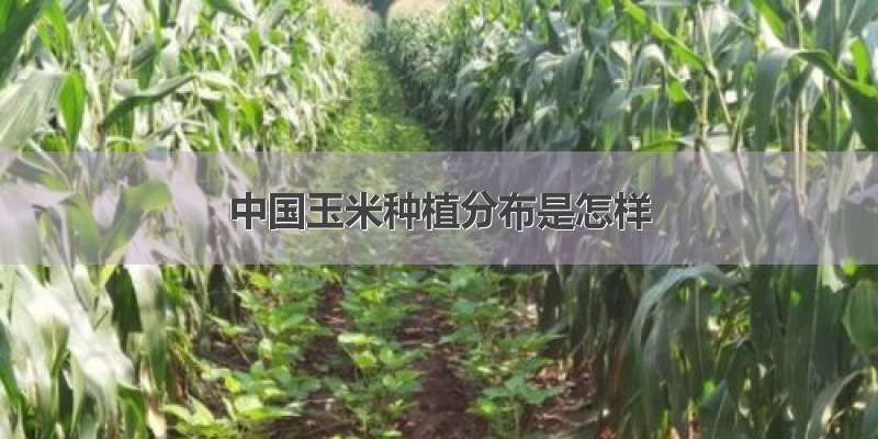 中国玉米种植分布是怎样