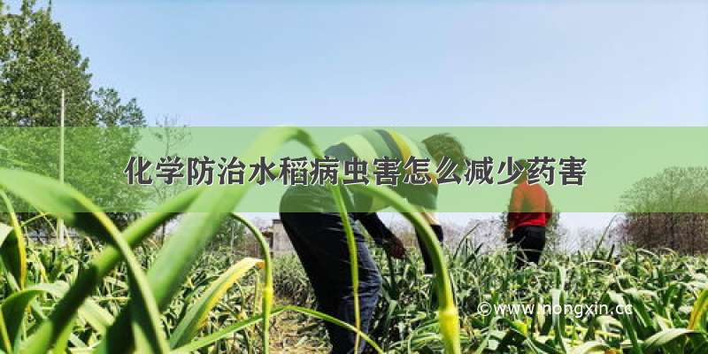 化学防治水稻病虫害怎么减少药害