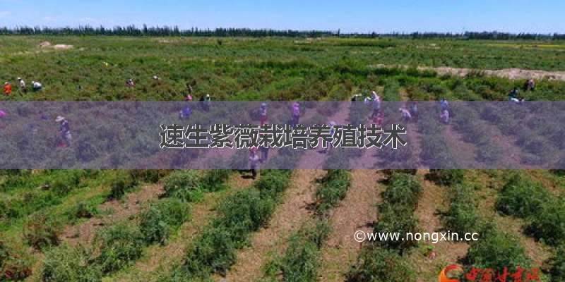 速生紫薇栽培养殖技术