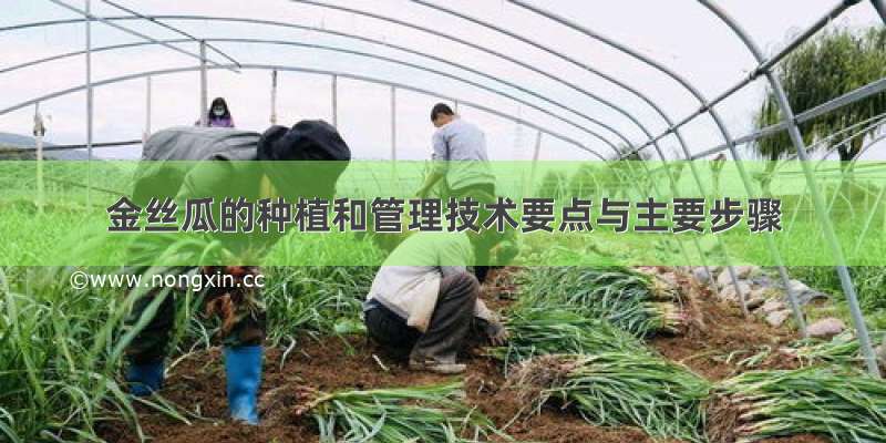 金丝瓜的种植和管理技术要点与主要步骤