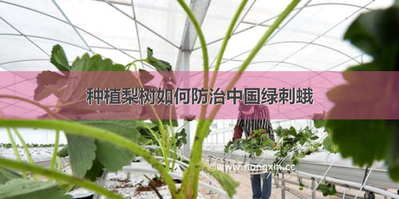 种植梨树如何防治中国绿刺蛾