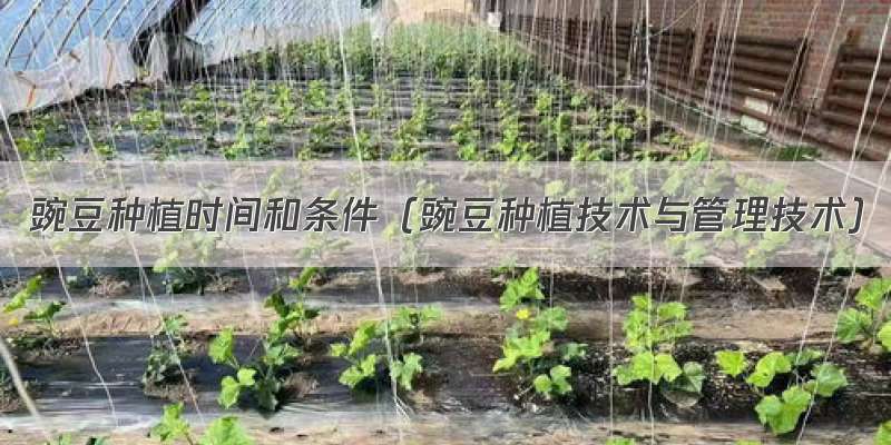 豌豆种植时间和条件（豌豆种植技术与管理技术）