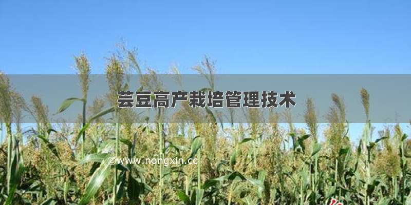 芸豆高产栽培管理技术