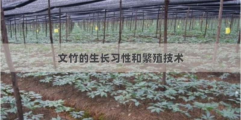 文竹的生长习性和繁殖技术