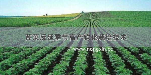 芹菜反延季节高产软化栽培技术
