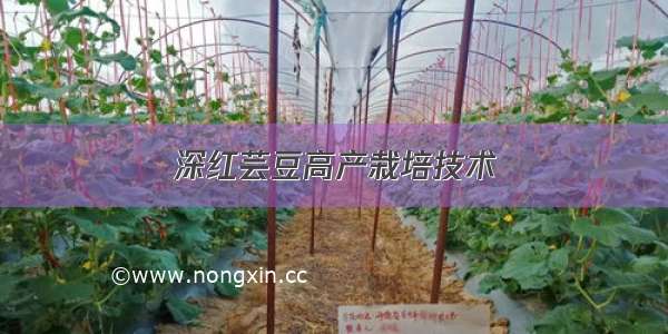 深红芸豆高产栽培技术