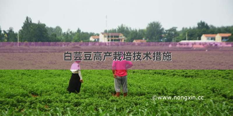 白芸豆高产栽培技术措施
