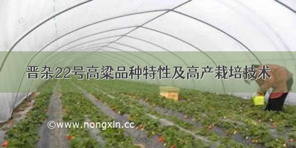 晋杂22号高粱品种特性及高产栽培技术