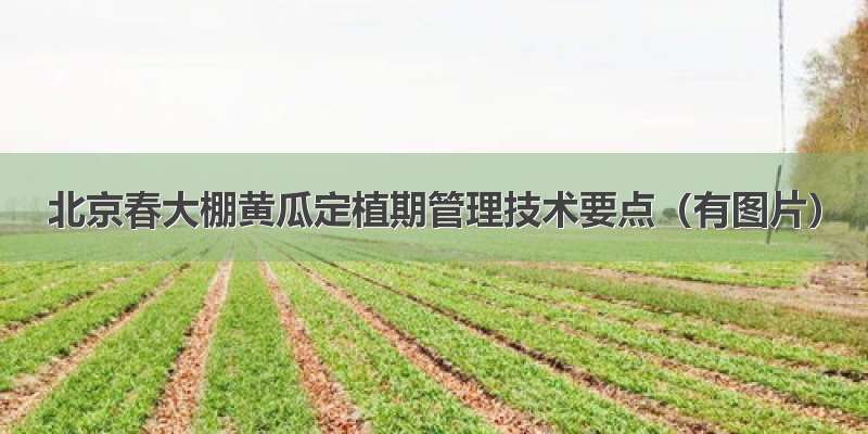 北京春大棚黄瓜定植期管理技术要点（有图片）