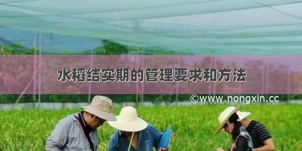 水稻结实期的管理要求和方法
