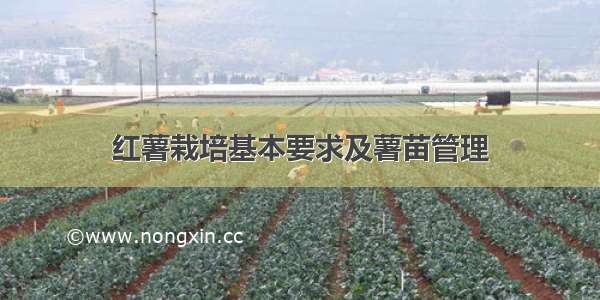 红薯栽培基本要求及薯苗管理