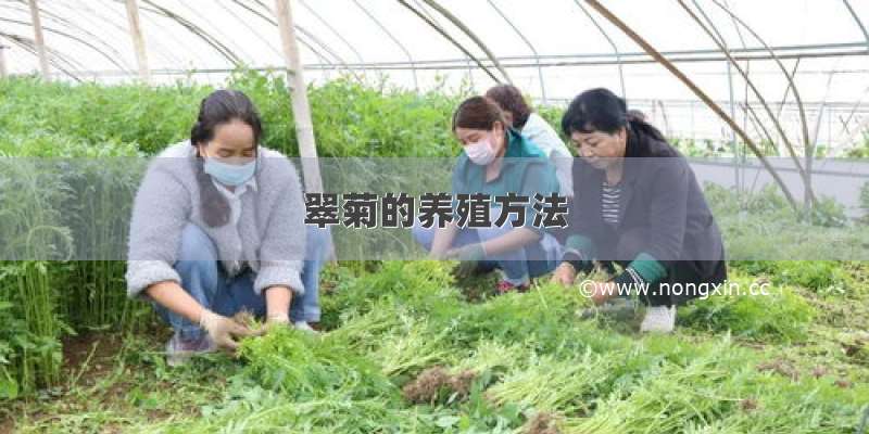 翠菊的养殖方法