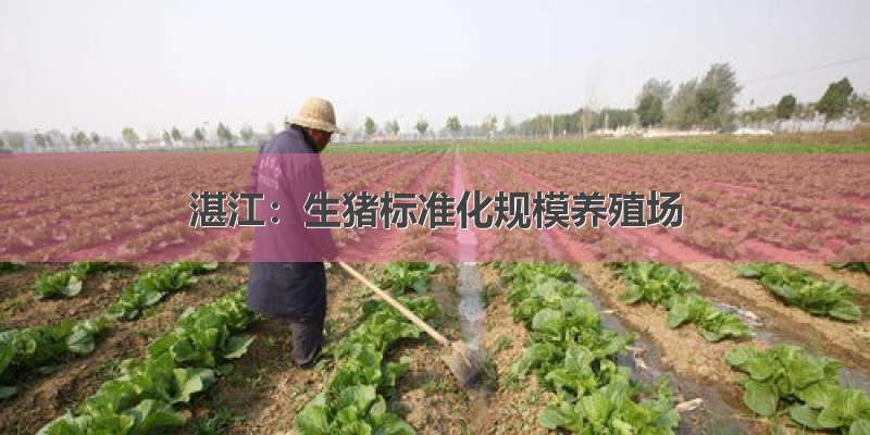 湛江：生猪标准化规模养殖场