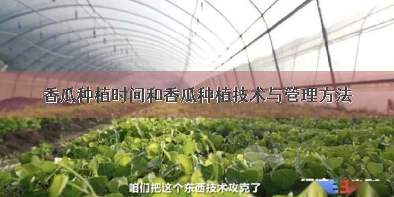 香瓜种植时间和香瓜种植技术与管理方法