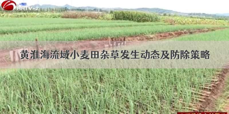 黄淮海流域小麦田杂草发生动态及防除策略