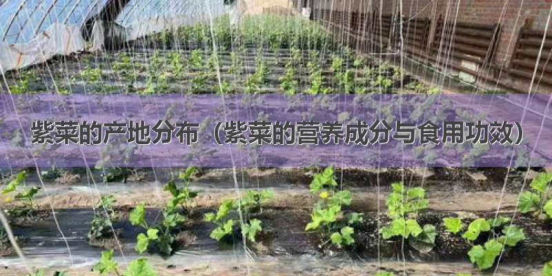 紫菜的产地分布（紫菜的营养成分与食用功效）