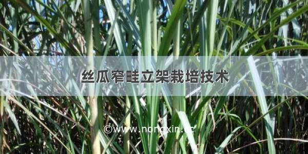 丝瓜窄畦立架栽培技术