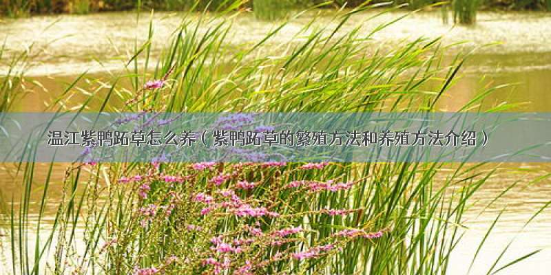 温江紫鸭跖草怎么养（紫鸭跖草的繁殖方法和养殖方法介绍）