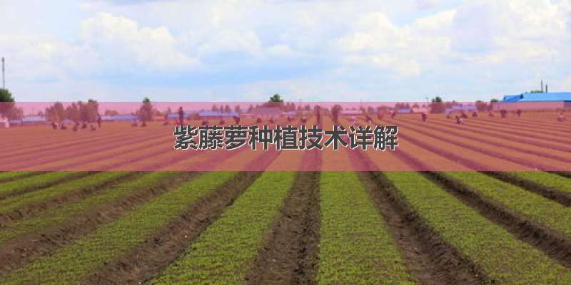 紫藤萝种植技术详解