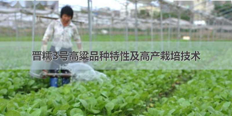 晋糯3号高粱品种特性及高产栽培技术