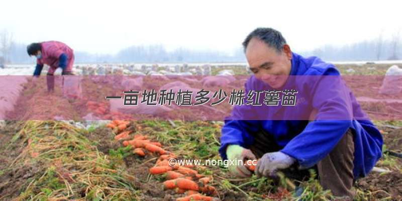 一亩地种植多少株红薯苗