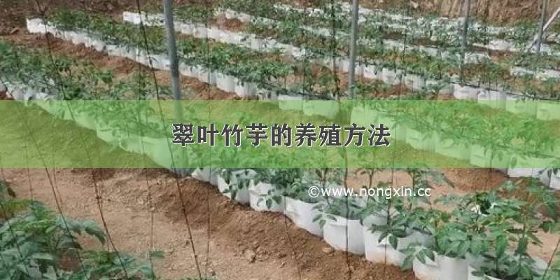 翠叶竹芋的养殖方法