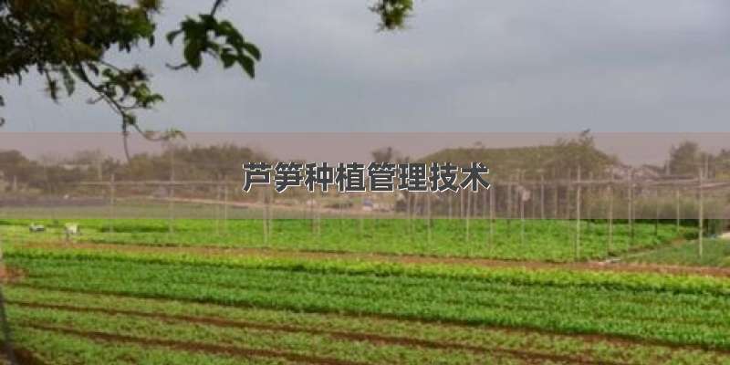 芦笋种植管理技术