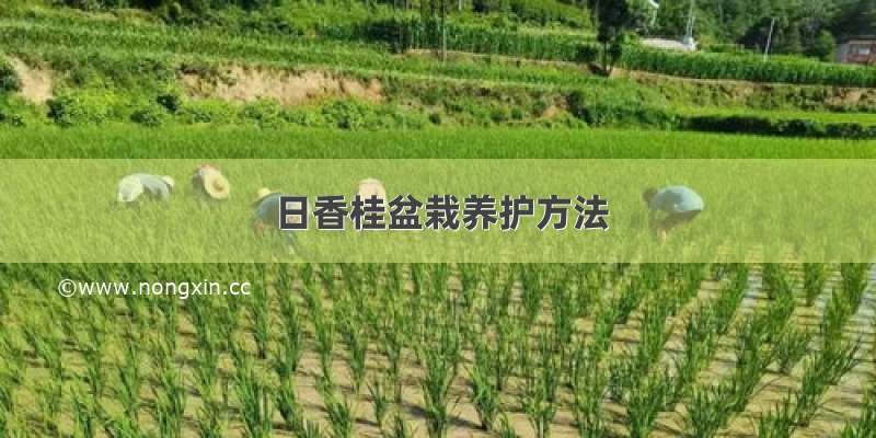 日香桂盆栽养护方法