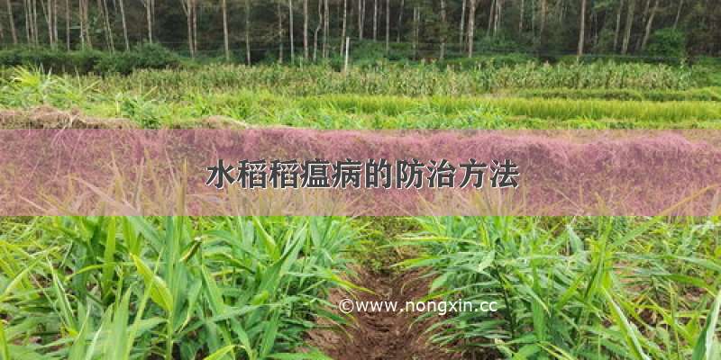 水稻稻瘟病的防治方法