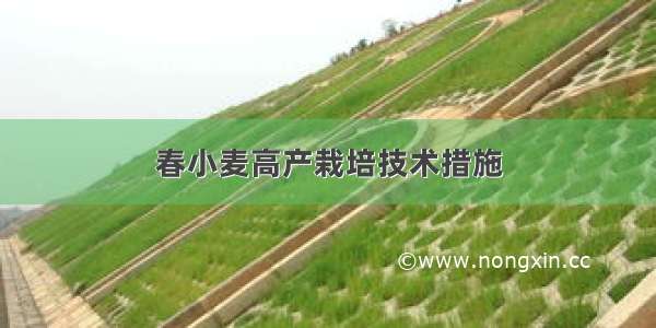 春小麦高产栽培技术措施